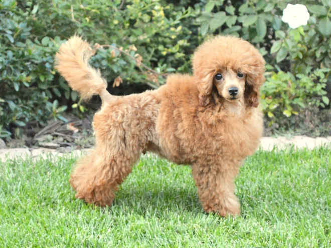 Toy Poodle puppy for sale