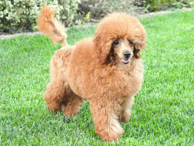 Toy Poodle puppy for sale