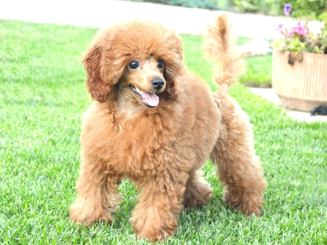 Toy Poodle puppy for sale