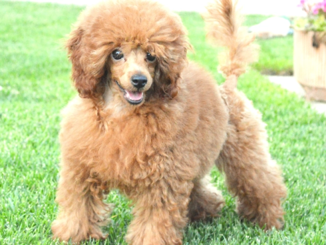 Toy Poodle puppy for sale
