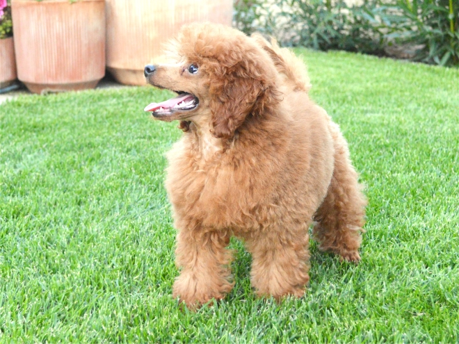 Toy Poodle puppy for sale