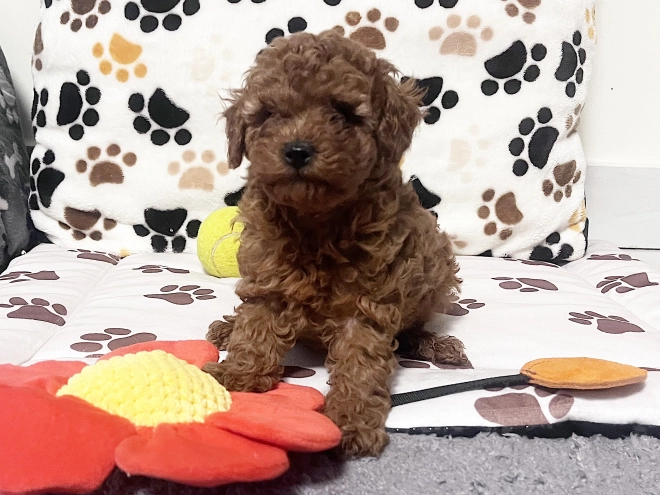 Toy Poodle puppy for sale