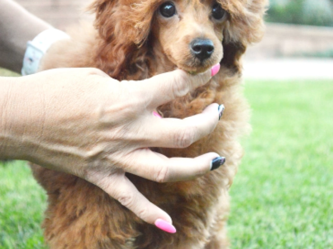 Toy Poodle puppy for sale