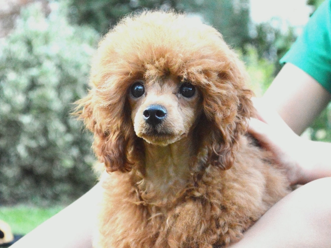 Toy Poodle puppy for sale