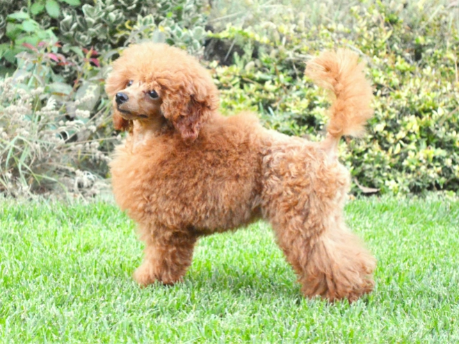 Toy Poodle puppy for sale