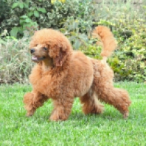 Luke, red Caniche Toy en venta