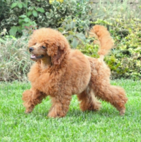 Perros Caniche Toy en venta
