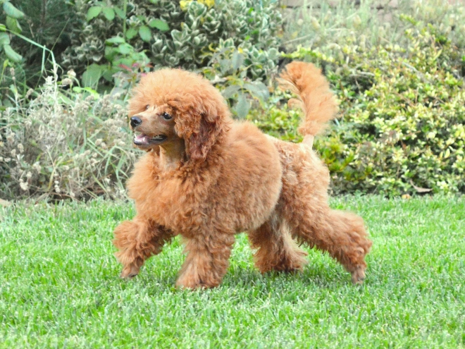 Toy Poodle puppy for sale
