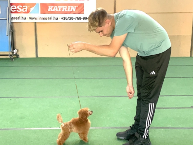 Toy Poodle puppy for sale