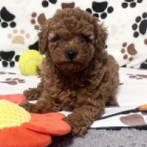 Luke, red Toy Poodle for sale