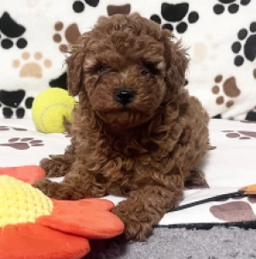 Toy Poodle puppy for sale