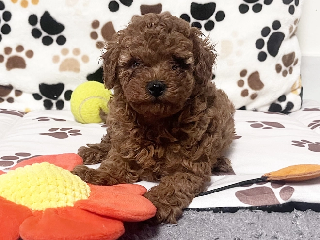Toy Poodle puppy for sale