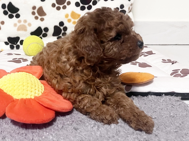 Toy Poodle puppy for sale