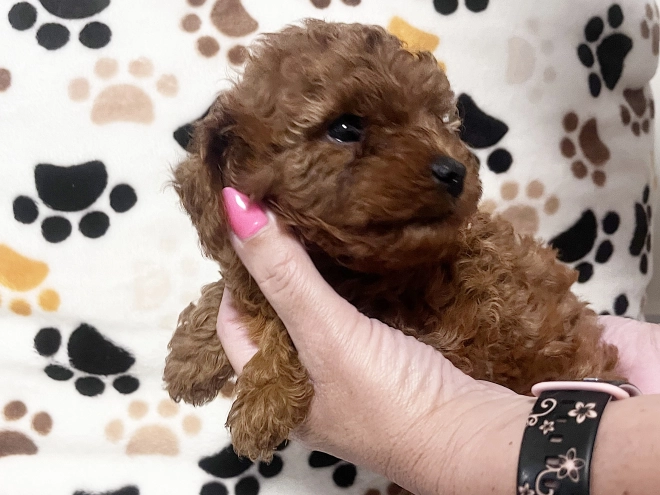 Toy Poodle puppy for sale