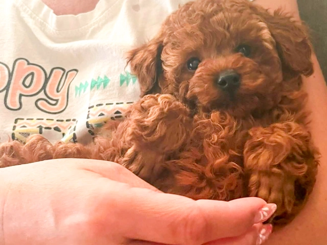Toy Poodle puppy for sale