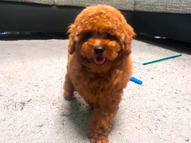 Toy Poodle puppy for sale