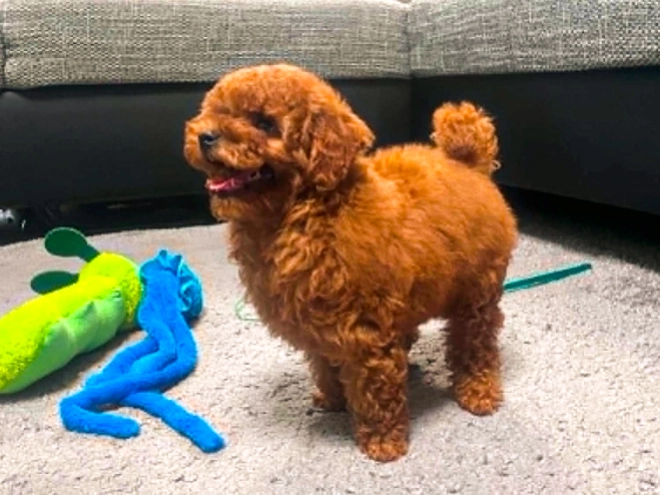 Toy Poodle puppy for sale