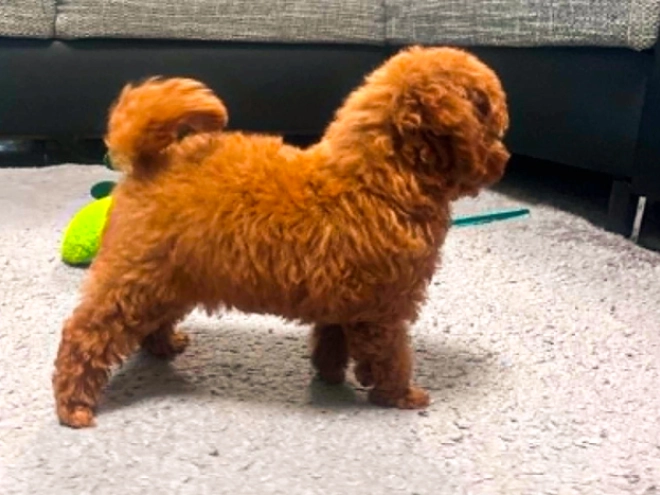 Toy Poodle puppy for sale