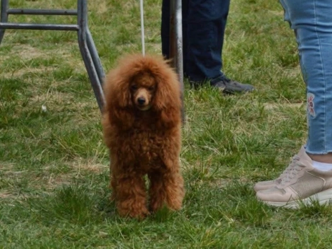 Toy Poodle puppy for sale