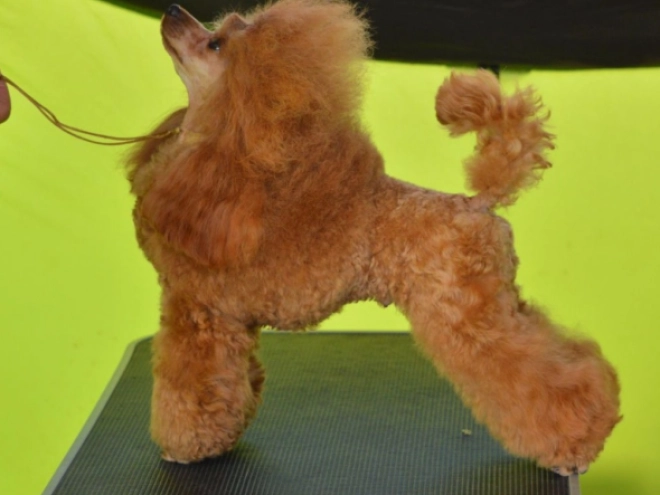 Toy Poodle puppy for sale