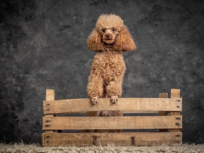 Toy Poodle puppy for sale