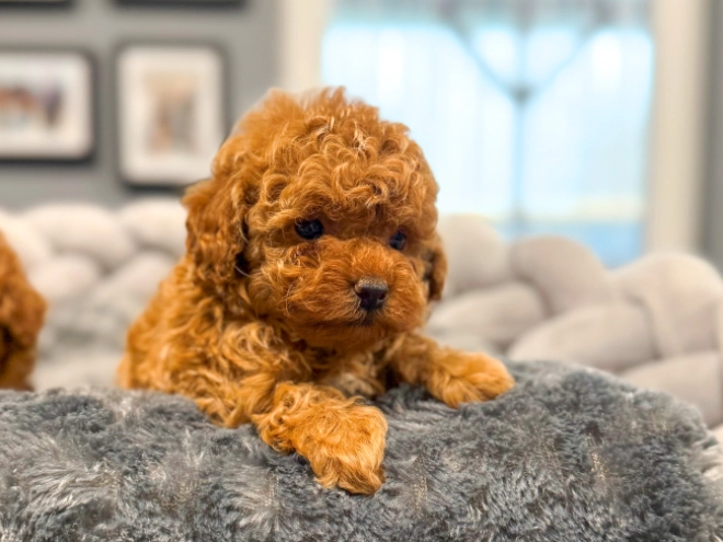 Toy Poodle puppy for sale