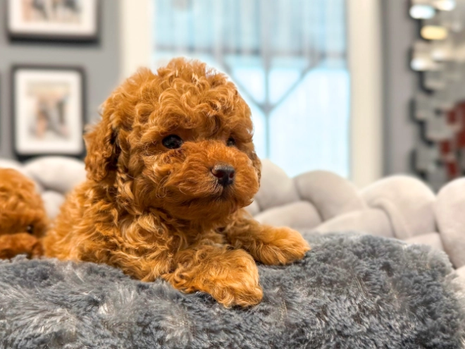 Toy Poodle puppy for sale