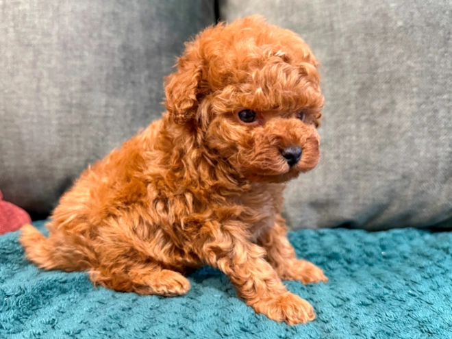 Toy Poodle puppy for sale