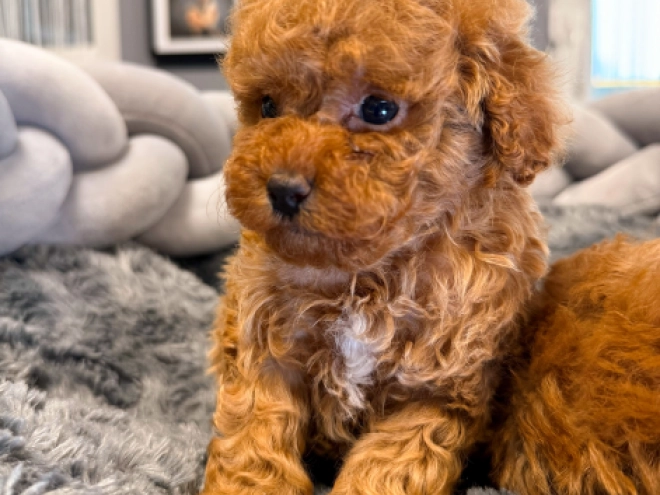 Toy Poodle puppy for sale