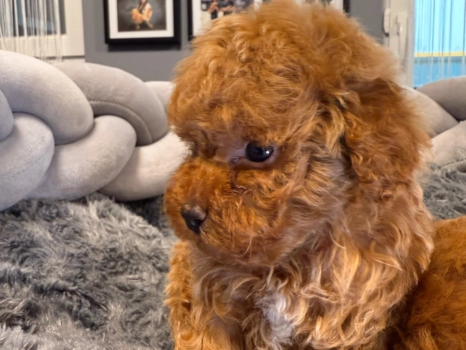 Toy Poodle puppy for sale