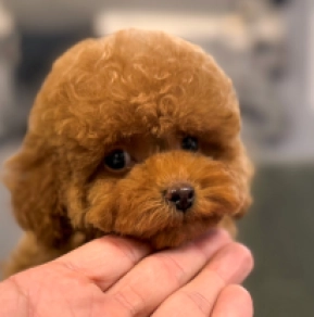 Toy Poodle puppy for sale
