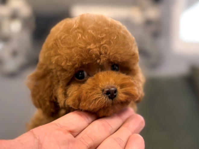 Toy Poodle puppy for sale