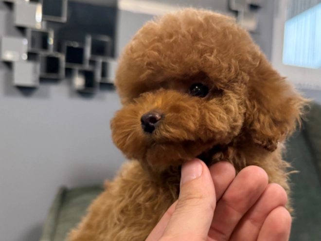 Toy Poodle puppy for sale