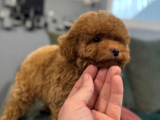 Toy Poodle puppy for sale
