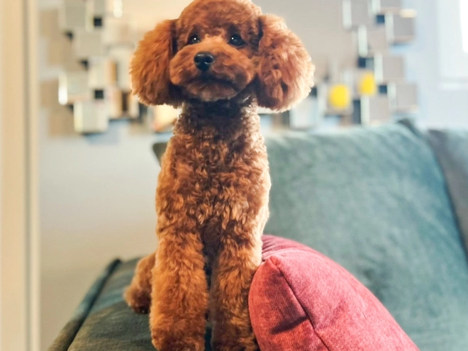 Toy Poodle puppy for sale