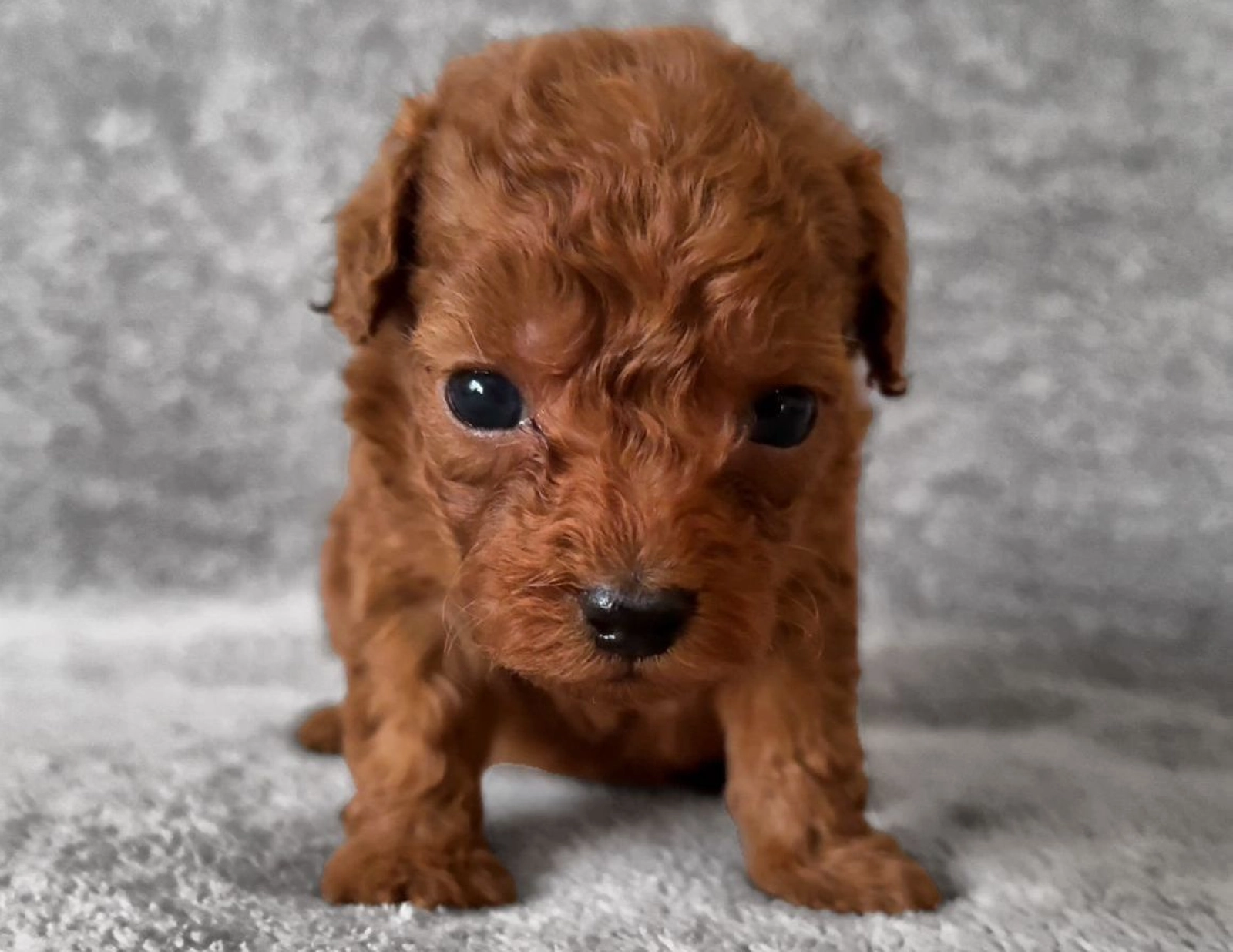 Toy Poodles Mini Teacup Puppies For Sale Near Me Mini Me Toy