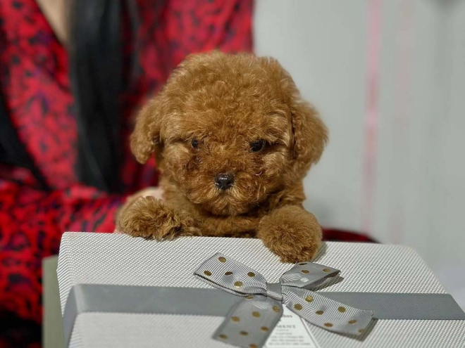 Perros Caniche Toy en venta