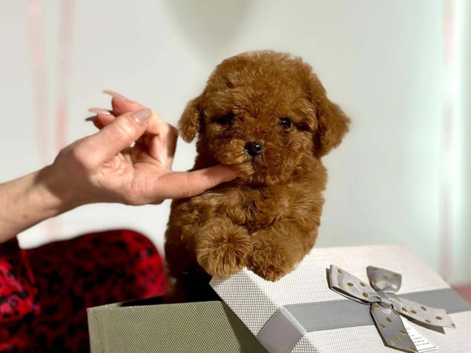 Perros Caniche Toy en venta