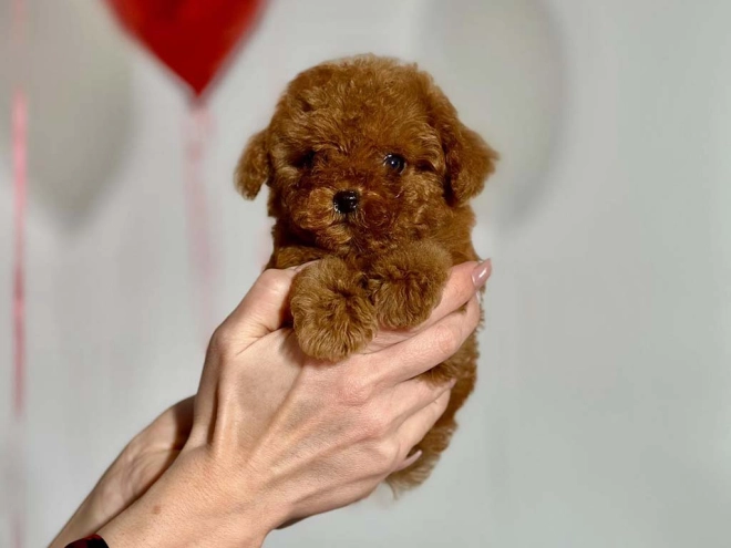Perros Caniche Toy en venta