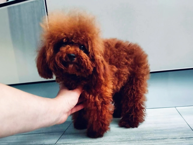 Perros Caniche Toy en venta