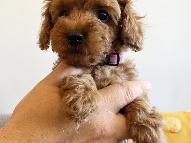 Toy Poodle puppy for sale