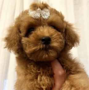 Toy Poodle puppy for sale