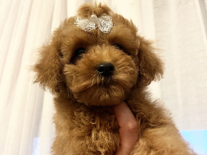 Toy Poodle puppy for sale