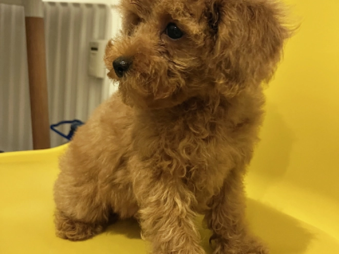 Toy Poodle puppy for sale