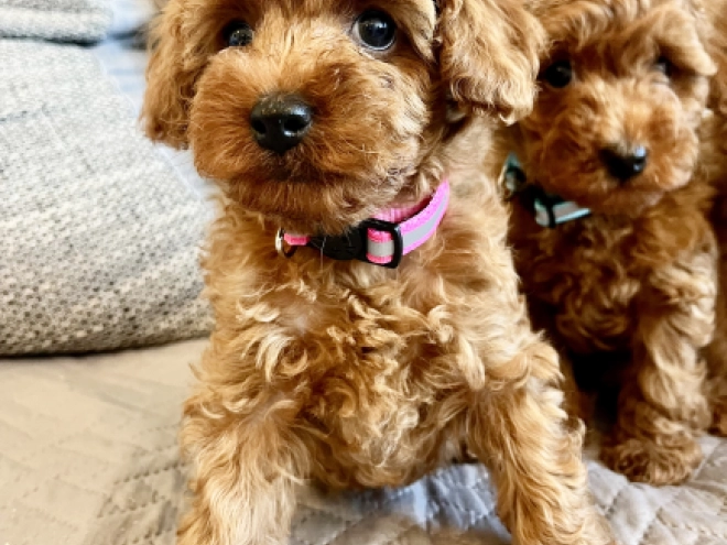 Toy Poodle puppy for sale