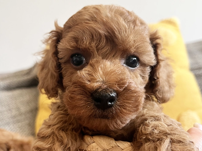 Toy Poodle puppy for sale