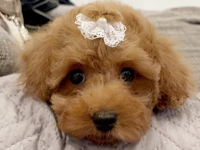 Toy Poodle puppy for sale