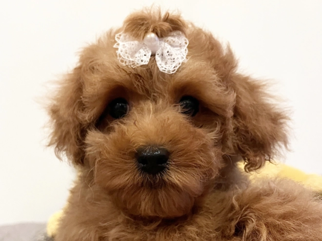 Toy Poodle puppy for sale