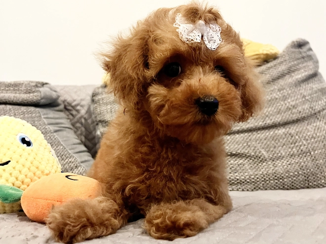 Toy Poodle puppy for sale