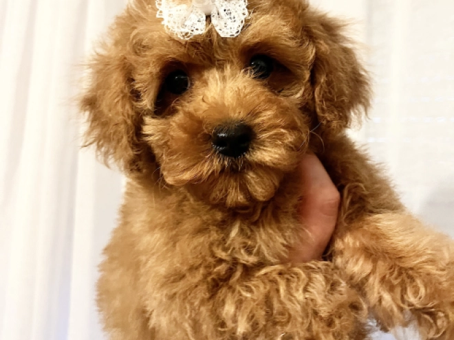 Toy Poodle puppy for sale